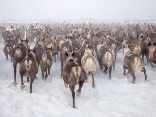 To be part of a the herd - Russia