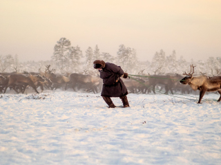 Nenet and reindeer - Russia