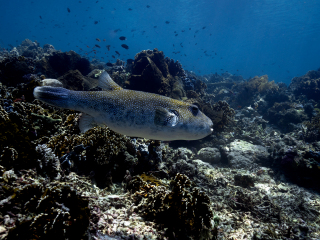 uw-koEM101403_crop32