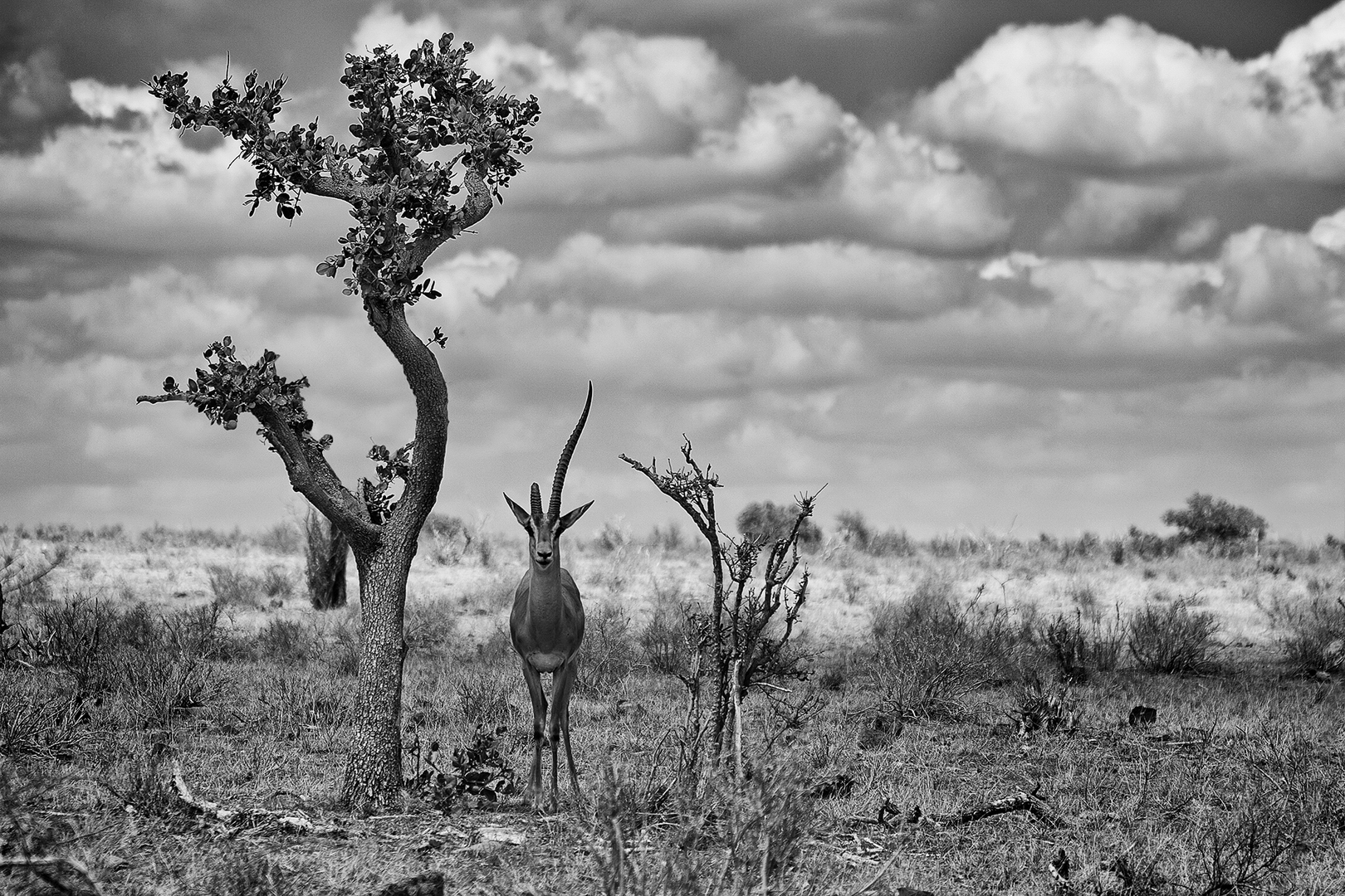 Keňa – Wildlife